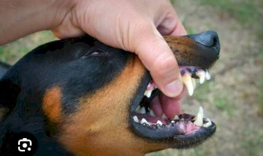 Lubumbashi : La prolifération de la rage canine inquiète la population