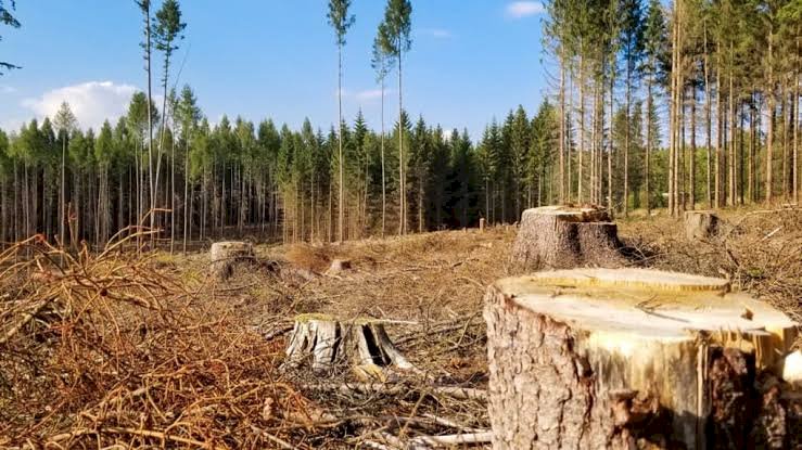 Environnement : Voici les causes et conséquences de la déforestation en RDC